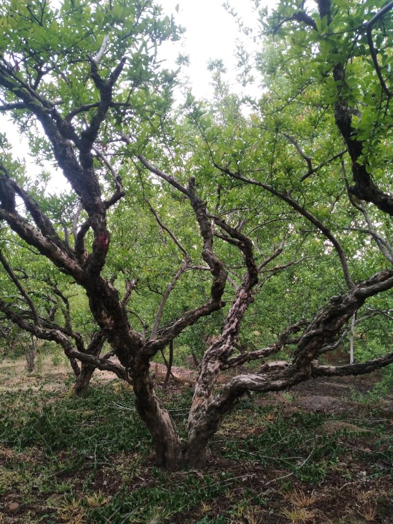石榴树陕西西安临潼长年供应，各种规格，庭院石榴树