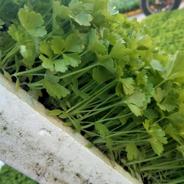 芹菜苗，产地直发，货源充足，量大从优，欢迎来电咨询