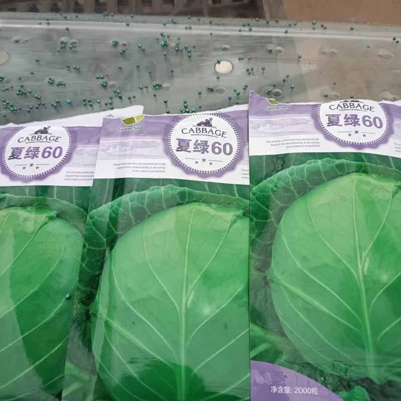 越夏甘蓝苗，