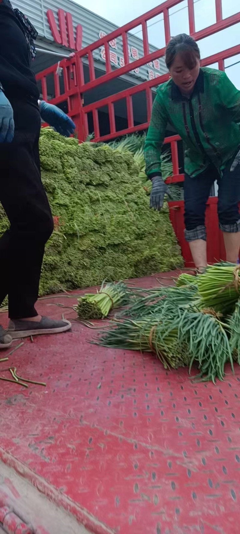 邳州新鲜红帽蒜苔正市上市，货量大，走市场欢迎新朋友！
