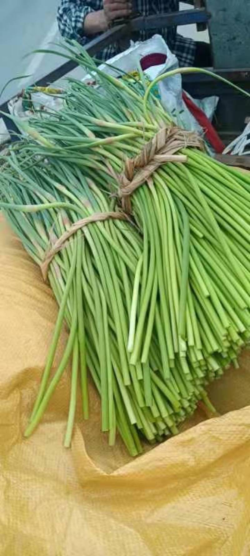 邳州新鲜红帽蒜苔正市上市，货量大，走市场欢迎新朋友！