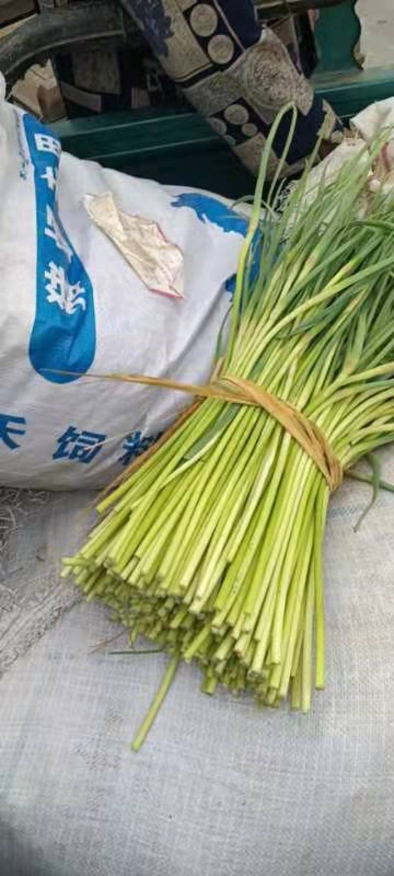 邳州新鲜红帽蒜苔正市上市，货量大，走市场欢迎新朋友！