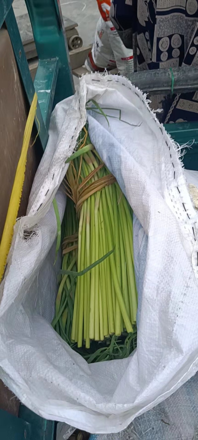 邳州新鲜红帽蒜苔正市上市，货量大，走市场欢迎新朋友！