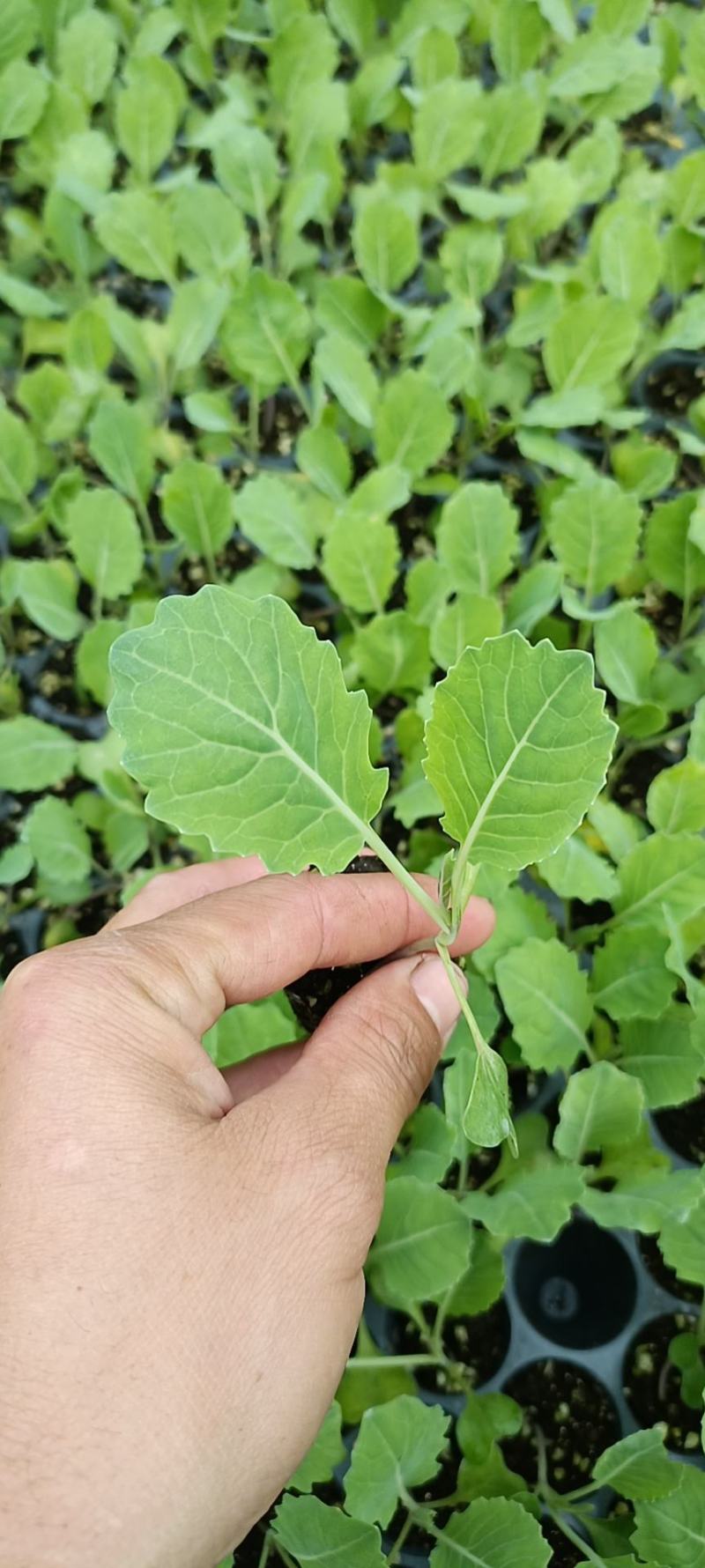 越夏甘蓝苗，
