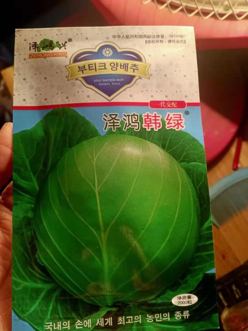 越夏甘蓝苗，