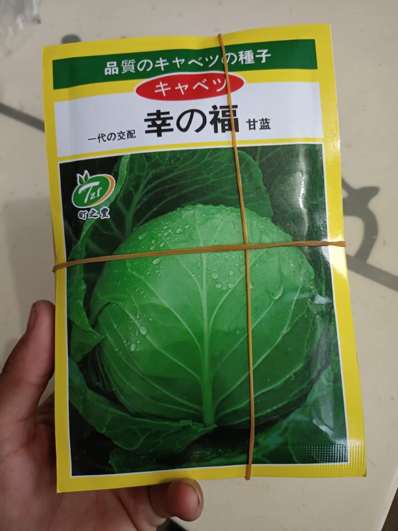 越夏甘蓝苗，