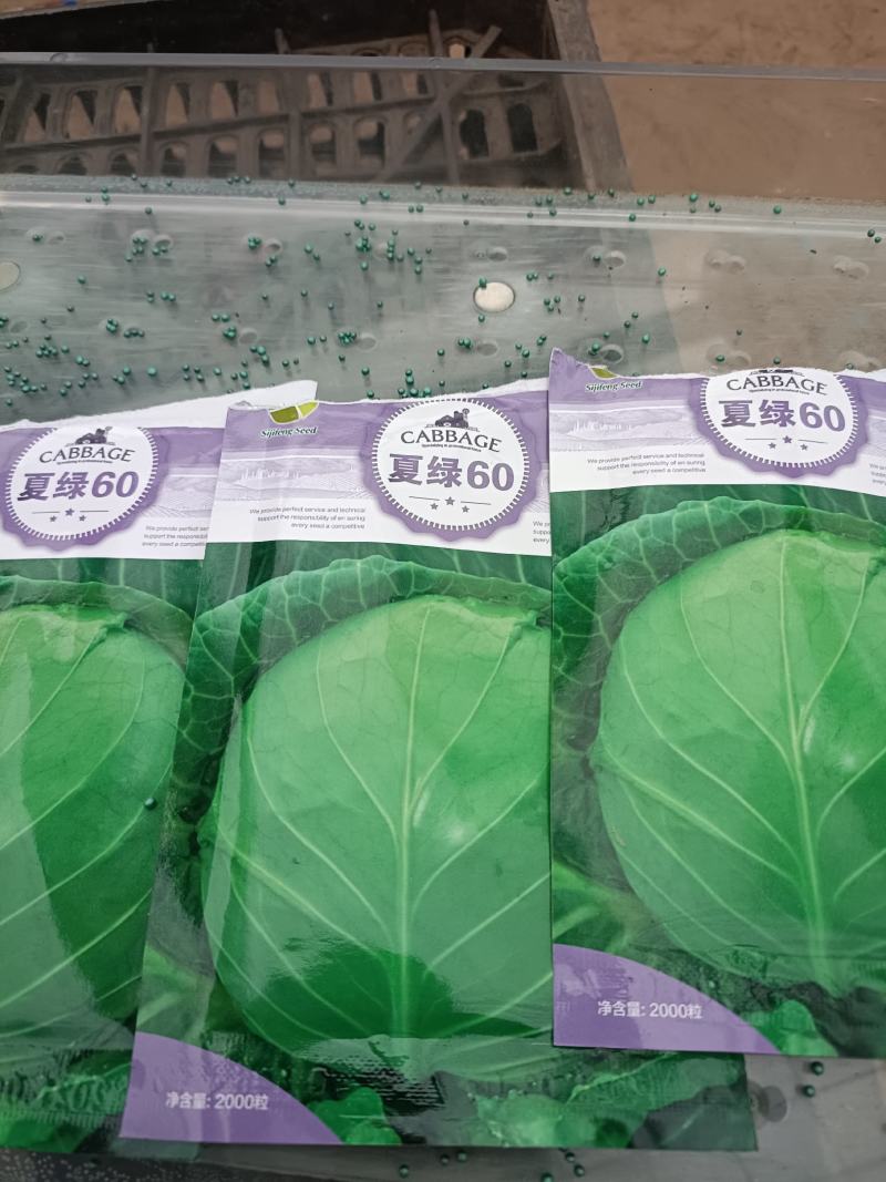 越夏甘蓝苗，