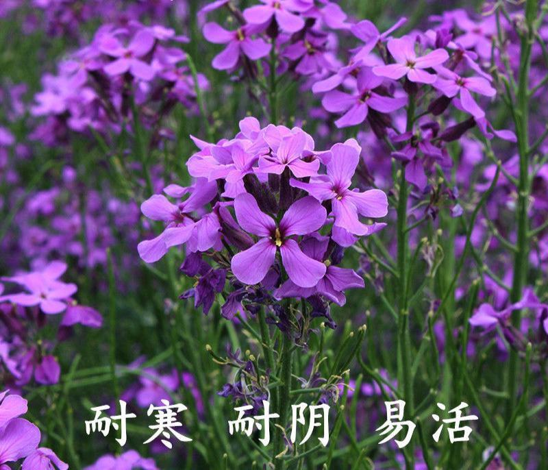 蓝香芥种子花种籽子景观花海花卉多年生花芥花籽庭院易活易种