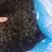 裙带菜十成干裙带菜海白菜一手货源批发经营
