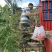 竹苗，甜龙竹苗，甜龙竹，勃氏甜龙竹，勃氏甜龙竹袋苗，