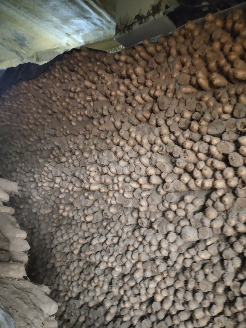精品山药白玉山药，条形直，颜色好，特别粉，纯沙地