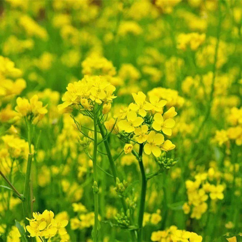 观赏油菜花种子高产榨油油菜籽四季易种耐热耐旱花种籽子易活
