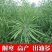观赏油菜花种子高产榨油油菜籽四季易种耐热耐旱花种籽子易活