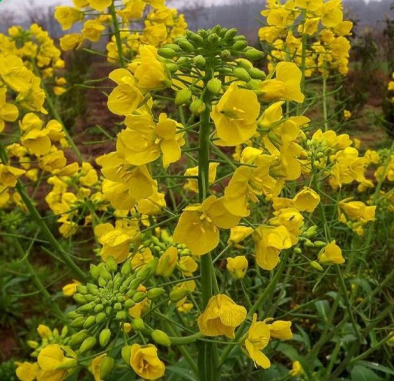 观赏油菜花种子高产榨油油菜籽四季易种耐热耐旱花种籽子易活