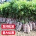 广西荔枝树苗无核妃子笑桂味正宗冰荔枝苗新品种耐寒带土带叶