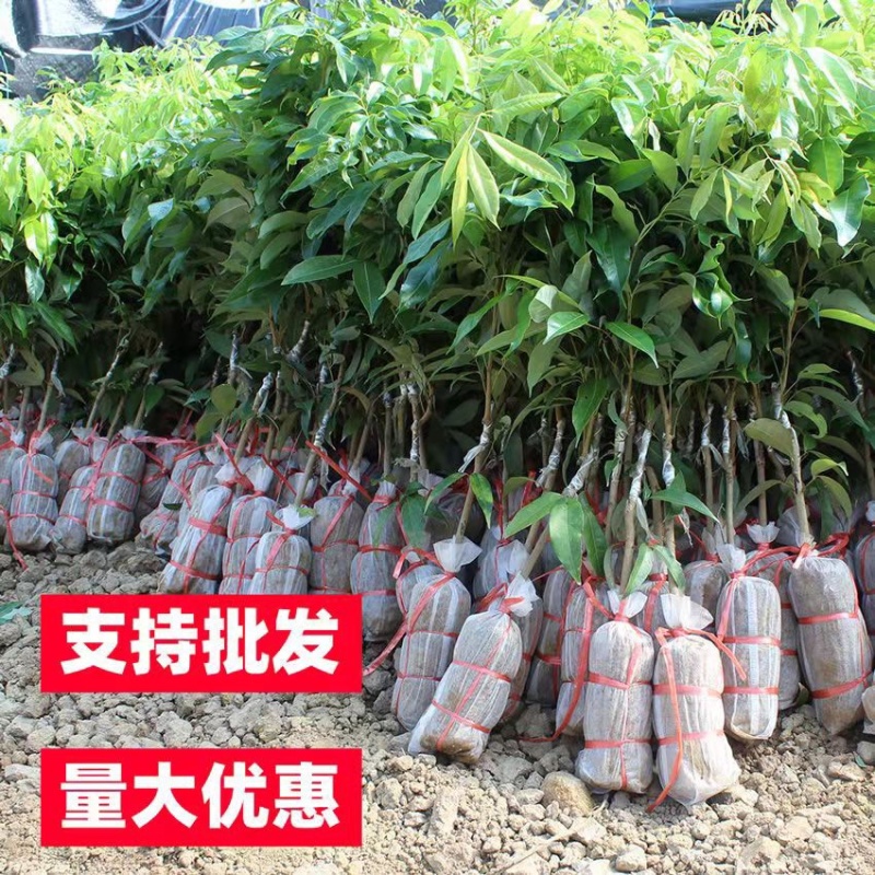 广西荔枝树苗无核妃子笑桂味正宗冰荔枝苗新品种耐寒带土带叶