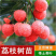 广西荔枝树苗无核妃子笑桂味正宗冰荔枝苗新品种耐寒带土带叶