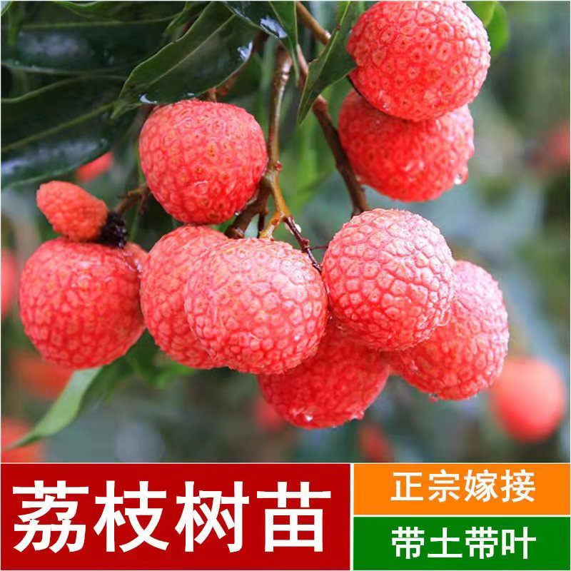 广西荔枝树苗无核妃子笑桂味正宗冰荔枝苗新品种耐寒带土带叶