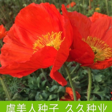 虞美人种子四季开花耐寒多年生冰岛虞美人花籽庭院室内外花种