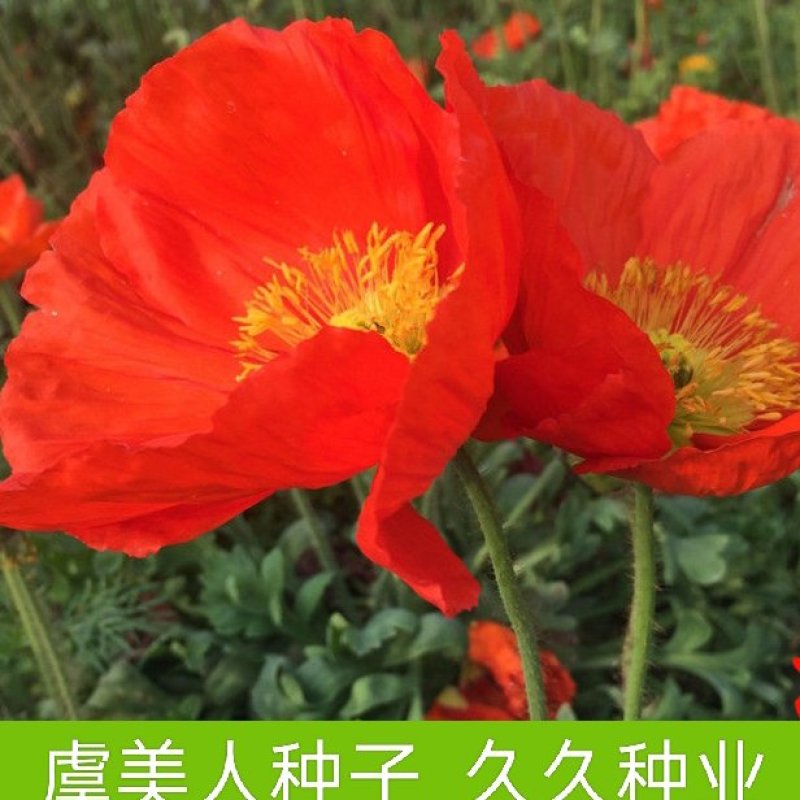 虞美人种子四季开花耐寒多年生冰岛虞美人花籽庭院室内外花种