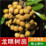 四季无核龙眼苗嫁接桂圆果树苗南方北方种植盆栽储良石峡龙眼