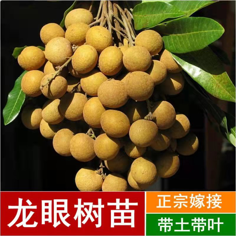 四季无核龙眼苗嫁接桂圆果树苗南方北方种植盆栽储良石峡龙眼