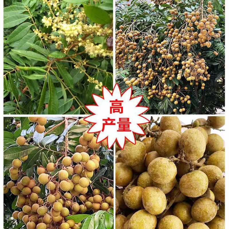 四季无核龙眼苗嫁接桂圆果树苗南方北方种植盆栽储良石峡龙眼