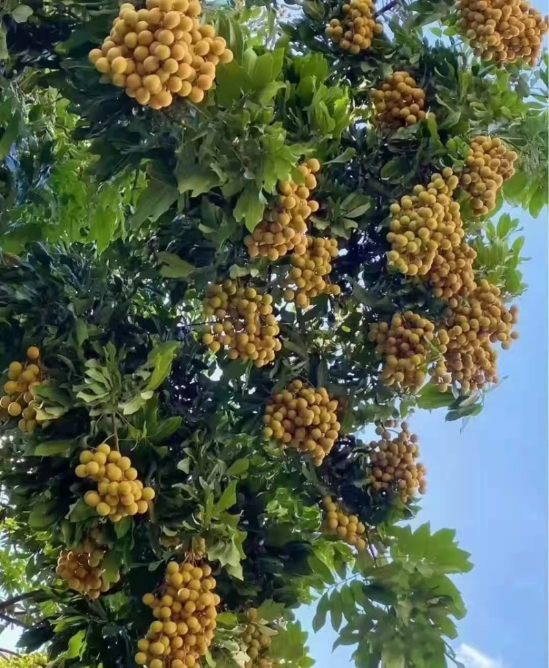 四季无核龙眼苗嫁接桂圆果树苗南方北方种植盆栽储良石峡龙眼