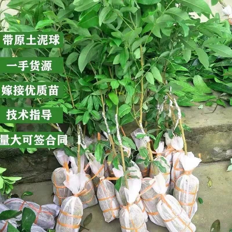 四季无核龙眼苗嫁接桂圆果树苗南方北方种植盆栽储良石峡龙眼