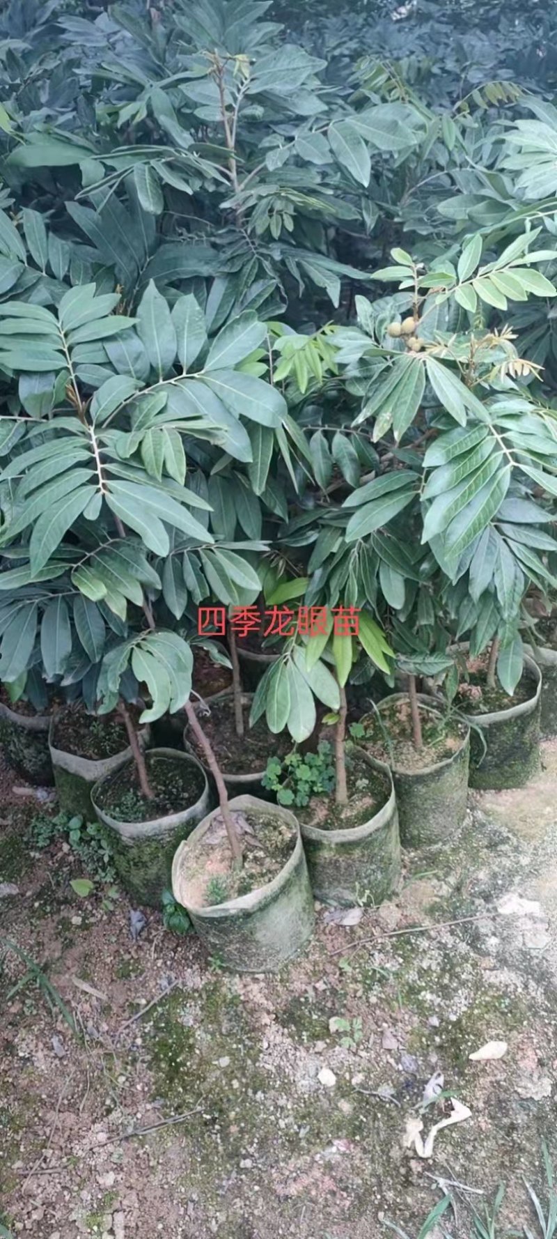 四季无核龙眼苗嫁接桂圆果树苗南方北方种植盆栽储良石峡龙眼