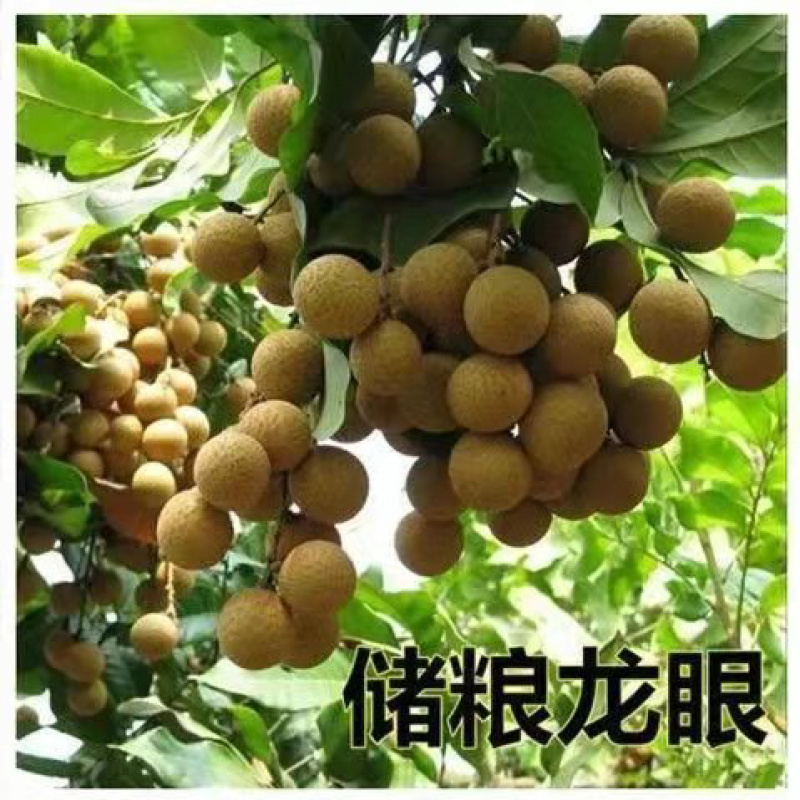 四季无核龙眼苗嫁接桂圆果树苗南方北方种植盆栽储良石峡龙眼