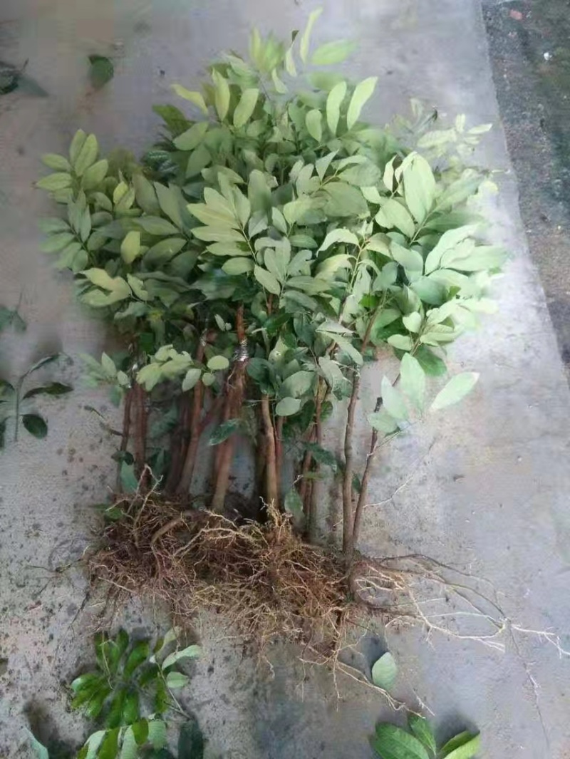 四季无核龙眼苗嫁接桂圆果树苗南方北方种植盆栽储良石峡龙眼