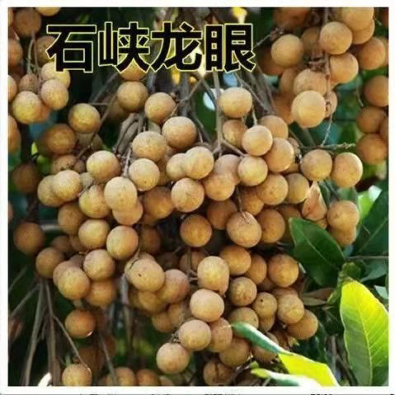 四季无核龙眼苗嫁接桂圆果树苗南方北方种植盆栽储良石峡龙眼