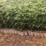 四季无核龙眼苗嫁接桂圆果树苗南方北方种植盆栽储良石峡龙眼
