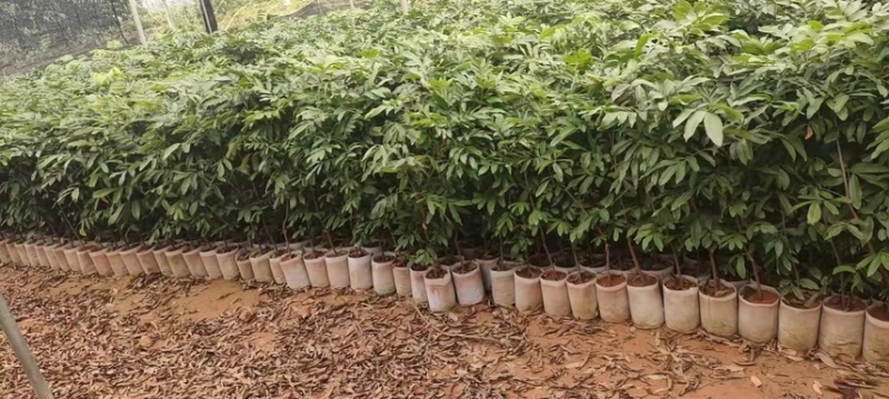 四季无核龙眼苗嫁接桂圆果树苗南方北方种植盆栽储良石峡龙眼