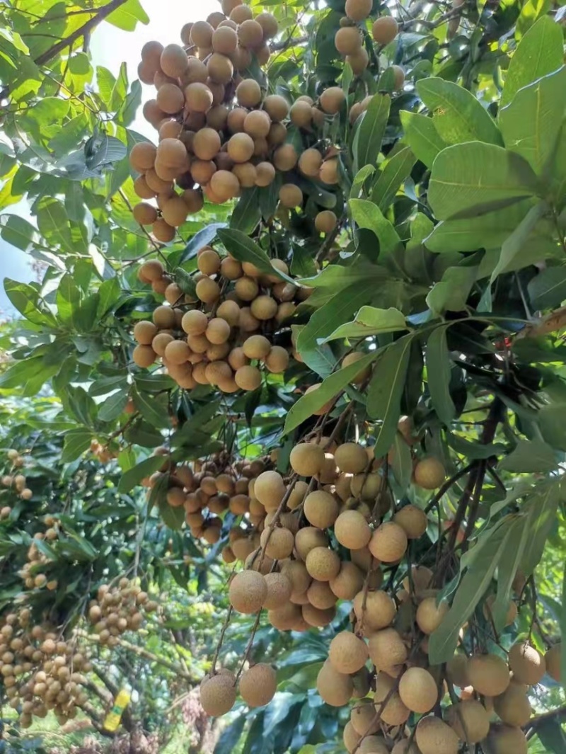四季无核龙眼苗嫁接桂圆果树苗南方北方种植盆栽储良石峡龙眼