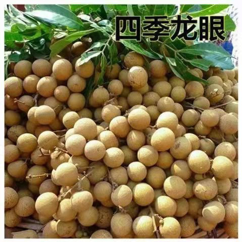 四季无核龙眼苗嫁接桂圆果树苗南方北方种植盆栽储良石峡龙眼