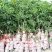 四季无核龙眼苗嫁接桂圆果树苗南方北方种植盆栽储良石峡龙眼