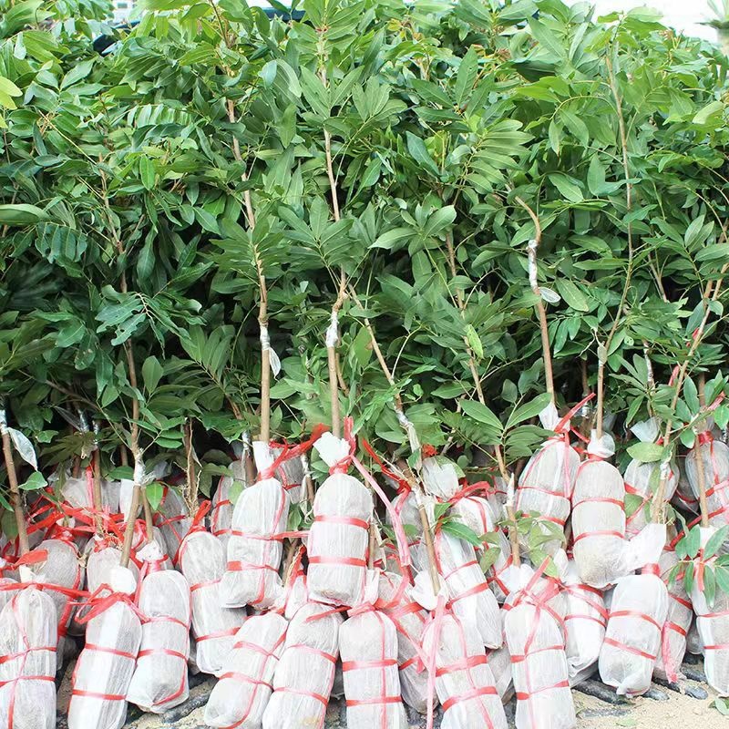 四季无核龙眼苗嫁接桂圆果树苗南方北方种植盆栽储良石峡龙眼