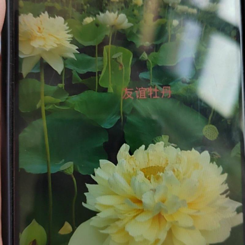 荷花精品荷花二十多种，复瓣，单瓣，混精品，价格美丽