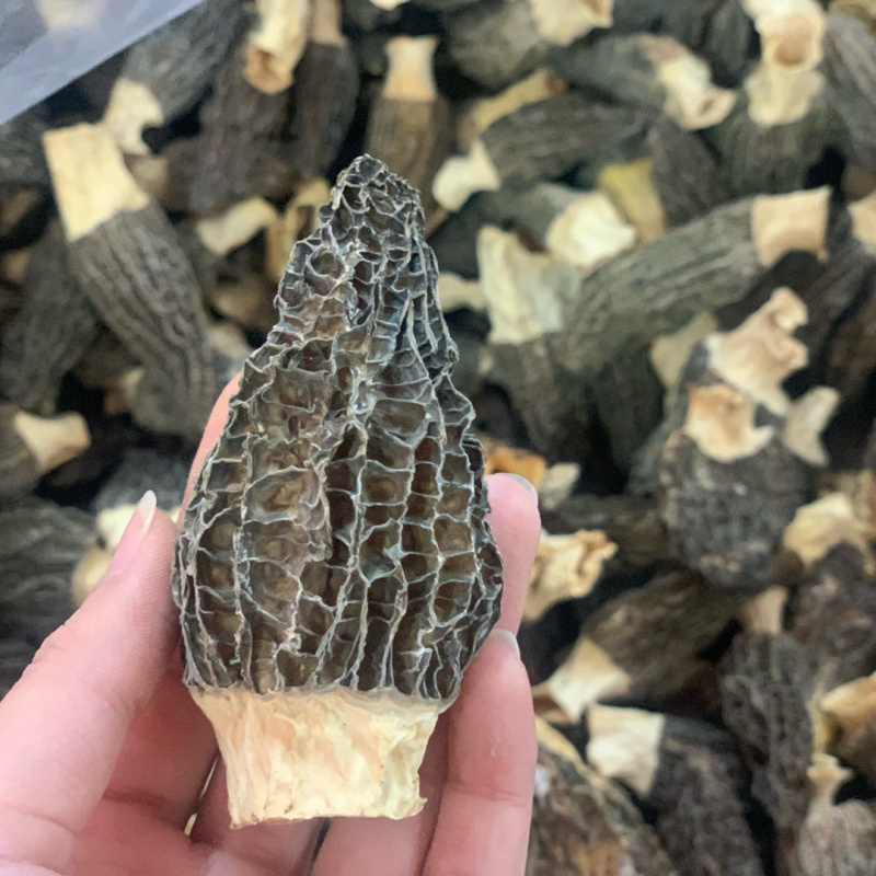 羊肚菌当季干货鲜货量大从优一手货源量大从优