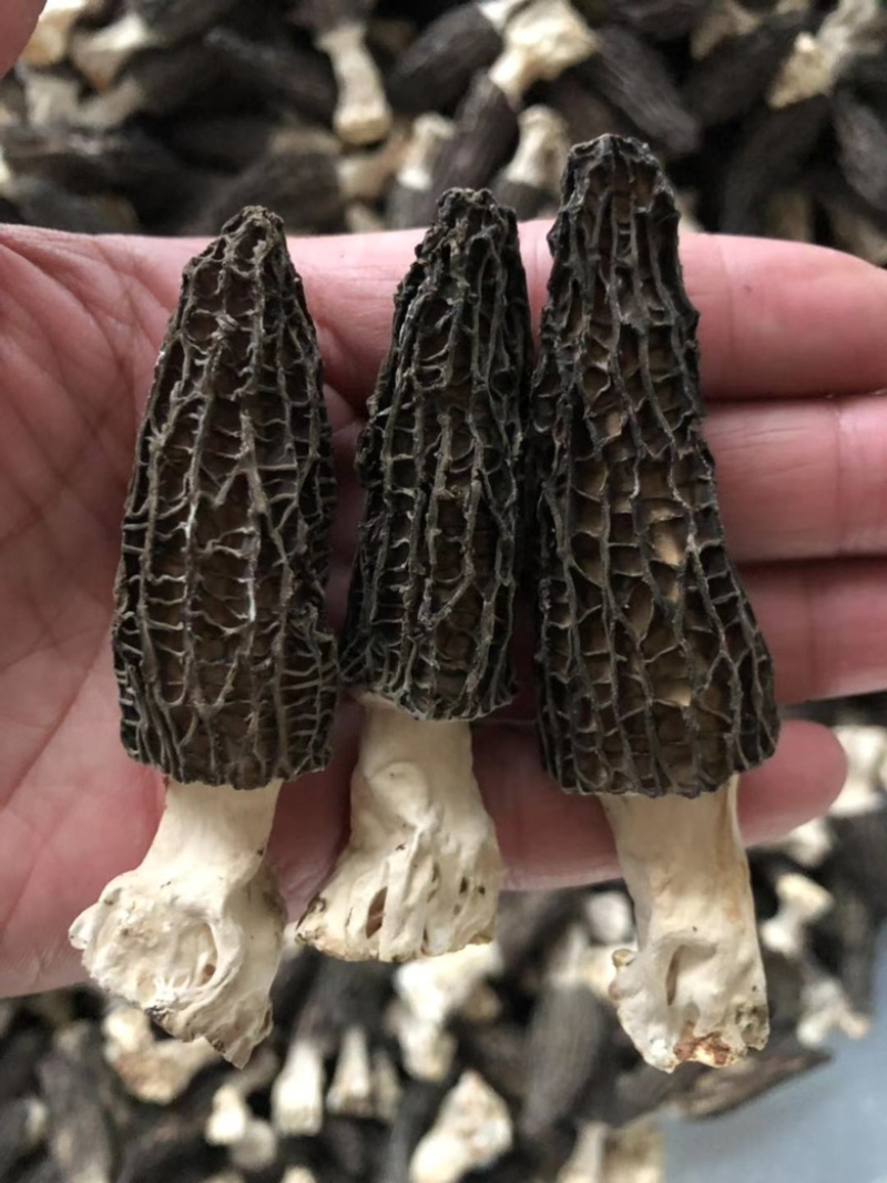 羊肚菌当季干货鲜货量大从优一手货源量大从优