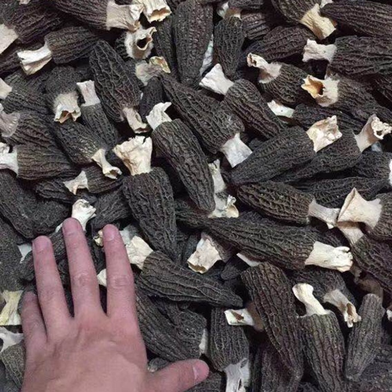 羊肚菌当季干货鲜货量大从优一手货源量大从优