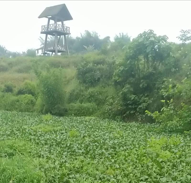 水葫芦