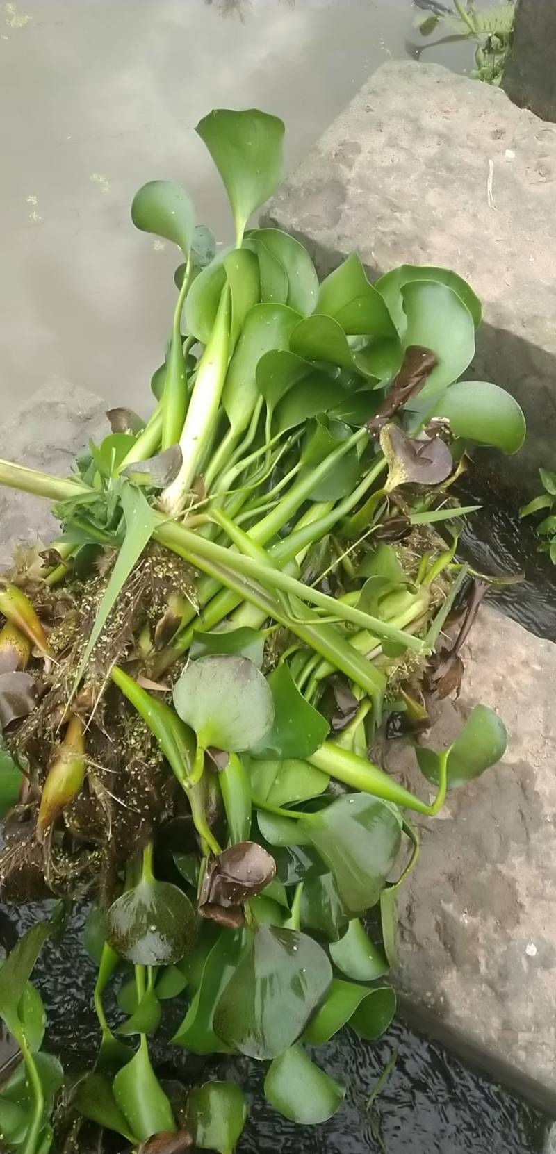 水葫芦