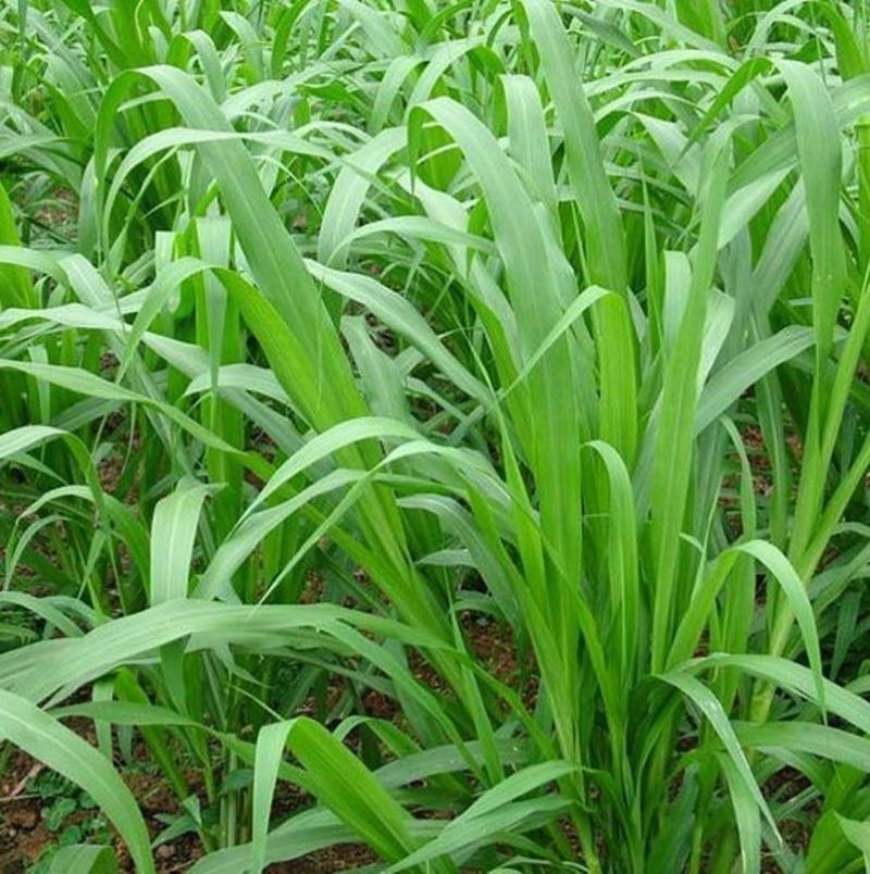 进口耐寒牧草种子多年生黑麦草种子四季常青鸡鸭鹅猪牛羊鱼草