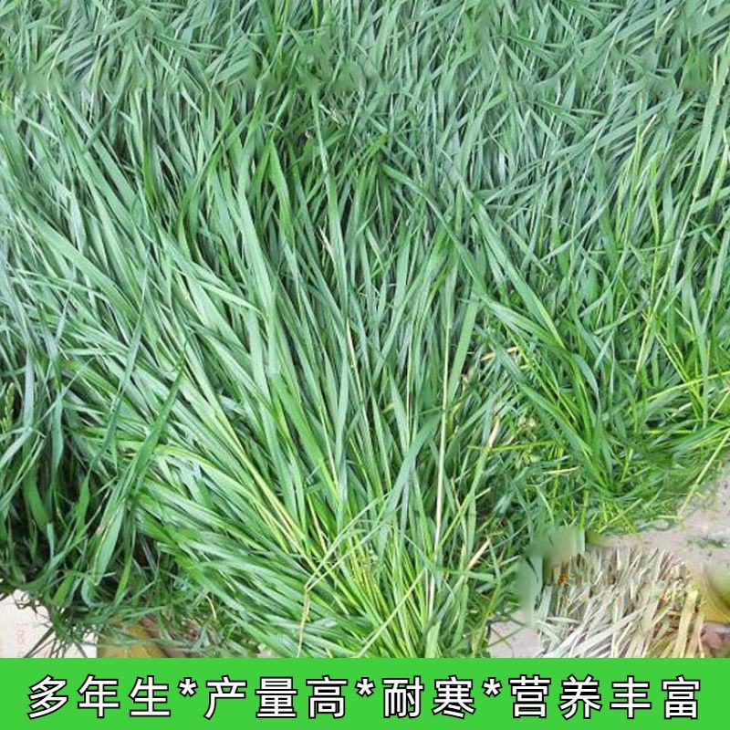 进口耐寒牧草种子多年生黑麦草种子四季常青鸡鸭鹅猪牛羊鱼草