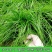 进口耐寒牧草种子多年生黑麦草种子四季常青鸡鸭鹅猪牛羊鱼草