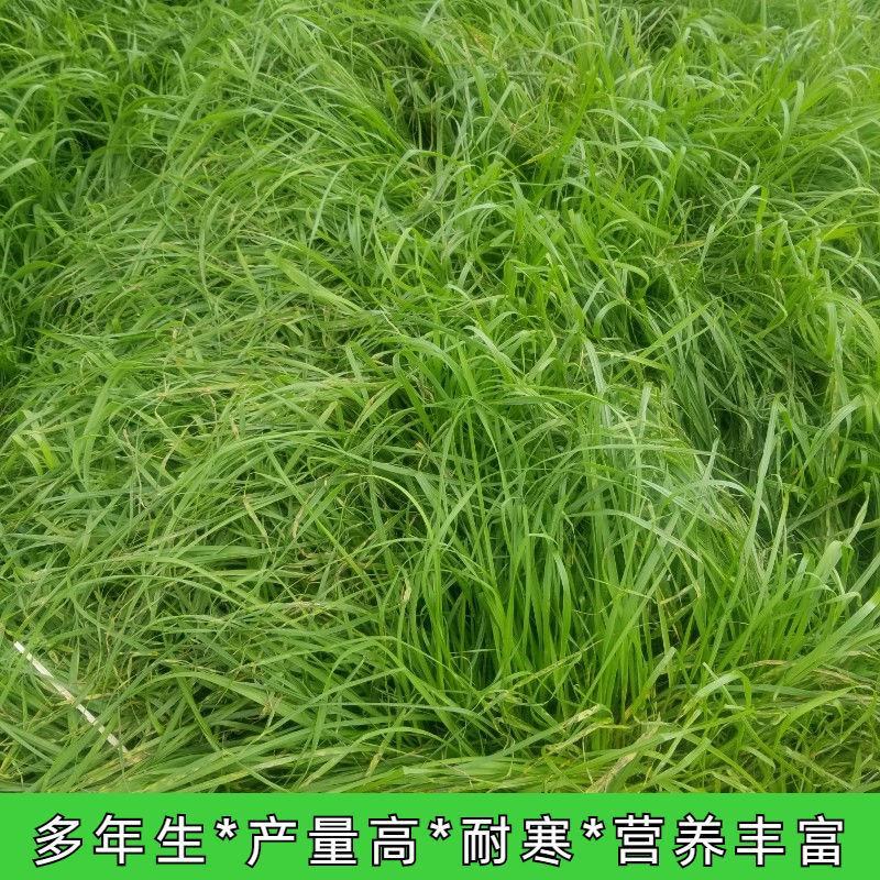进口耐寒牧草种子多年生黑麦草种子四季常青鸡鸭鹅猪牛羊鱼草