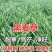 进口耐寒牧草种子多年生黑麦草种子四季常青鸡鸭鹅猪牛羊鱼草